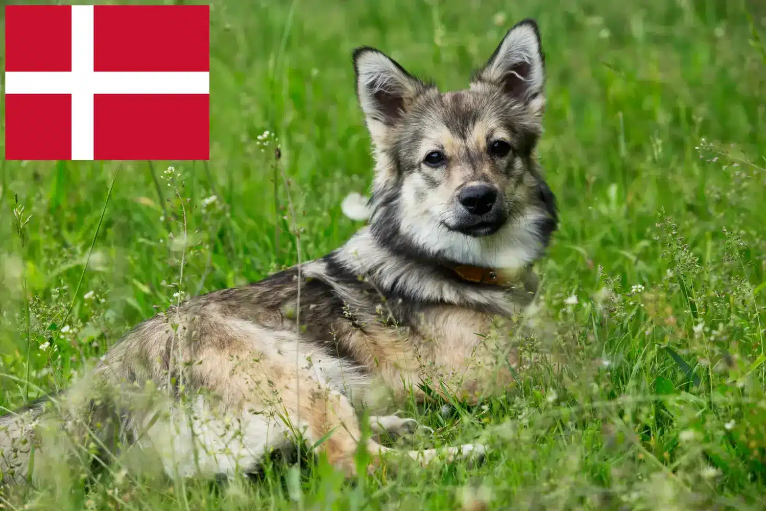 Västgötaspets puppies and breeders Denmark Here you can find Västgötaspets breeders in Denmark.