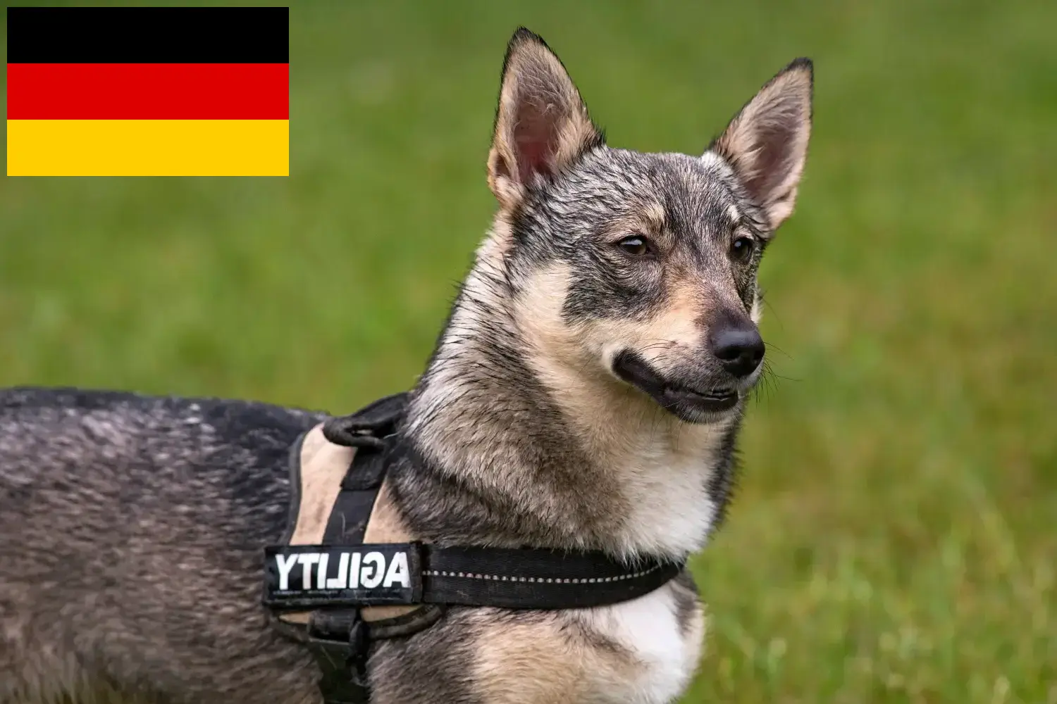 Read more about the article Västgötaspets breeders and puppies in Germany