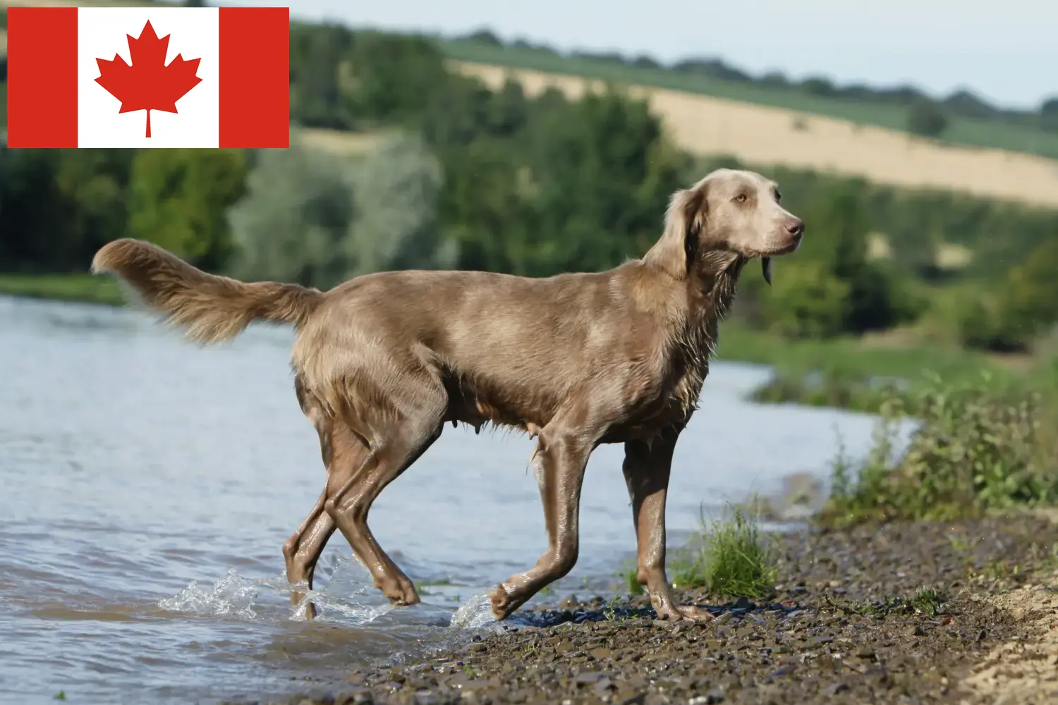 Weimaraner puppies and breeders Canada Here you can find Weimaraner breeders in Canada.