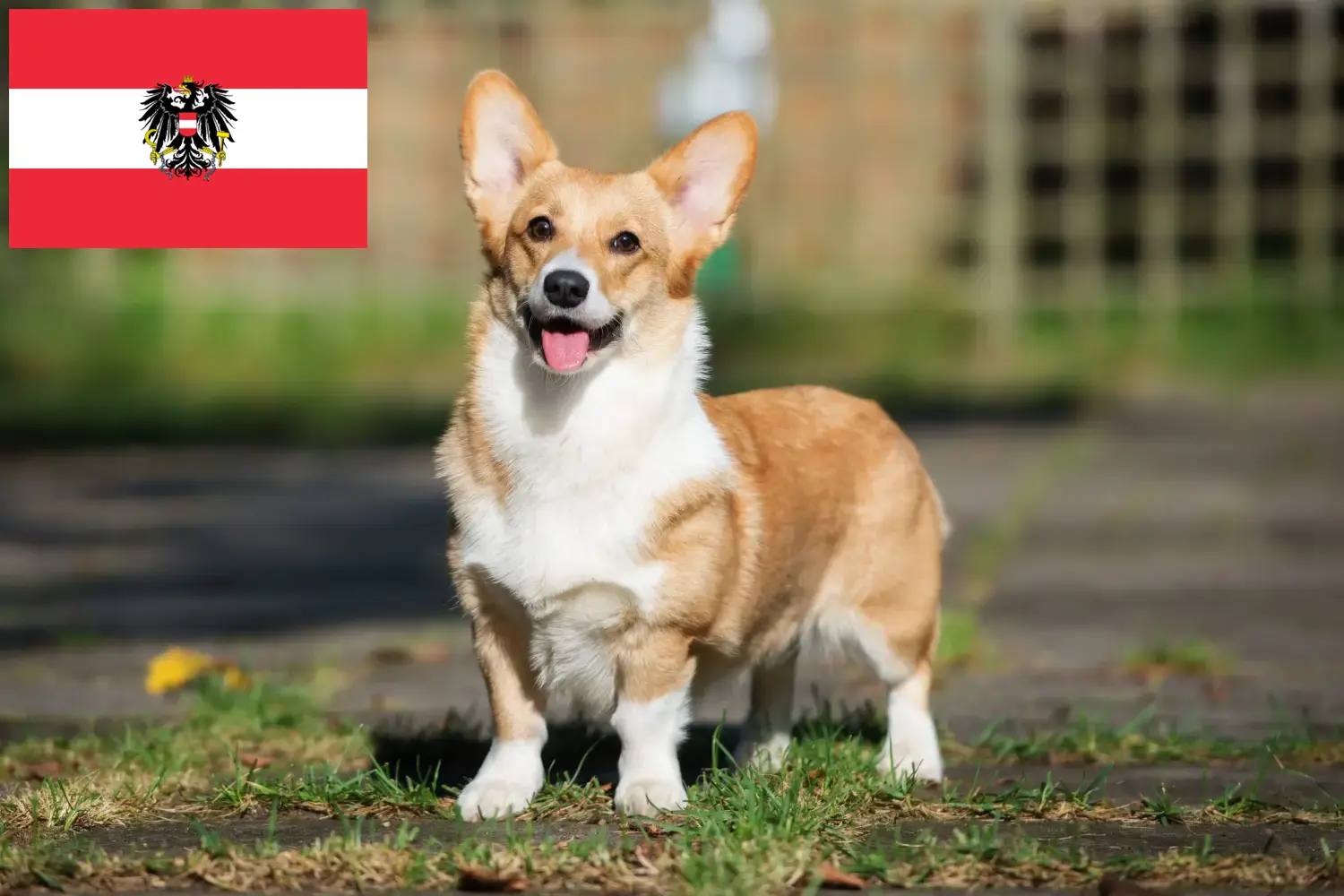 Welsh Corgi puppies and breeders Austria Here you will find Welsh Corgis breeders in Austria.