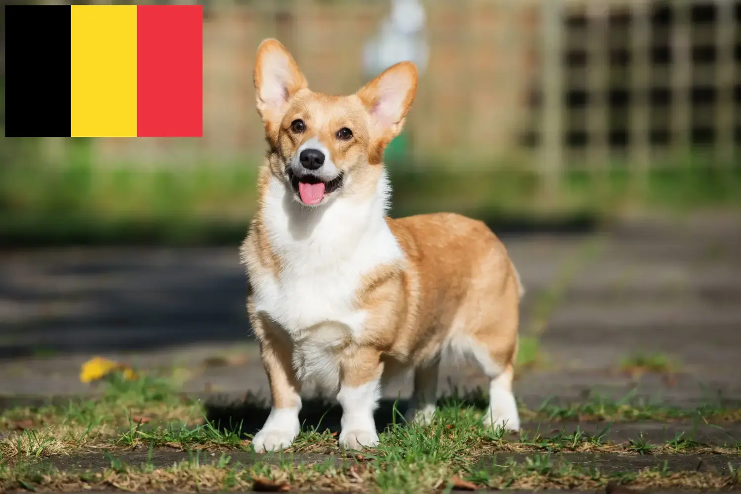 Welsh Corgi puppies and breeders Belgium Here you will find Welsh Corgis breeders in Belgium.