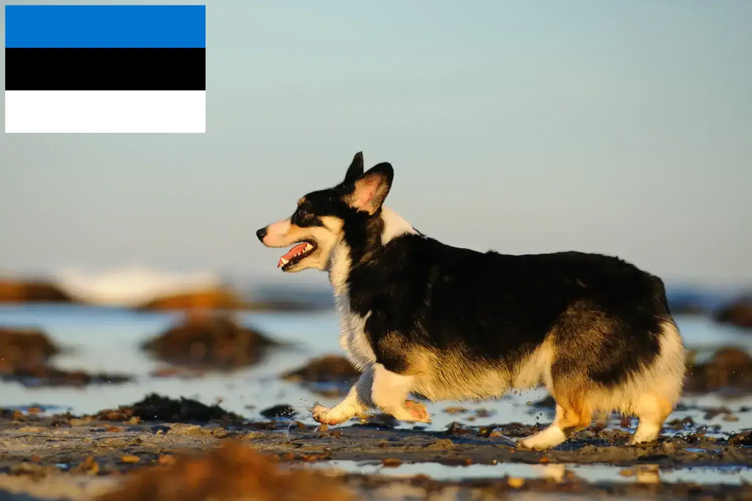 Welsh Corgi puppies and breeders Estonia Find Welsh Corgis breeders in Estonia.