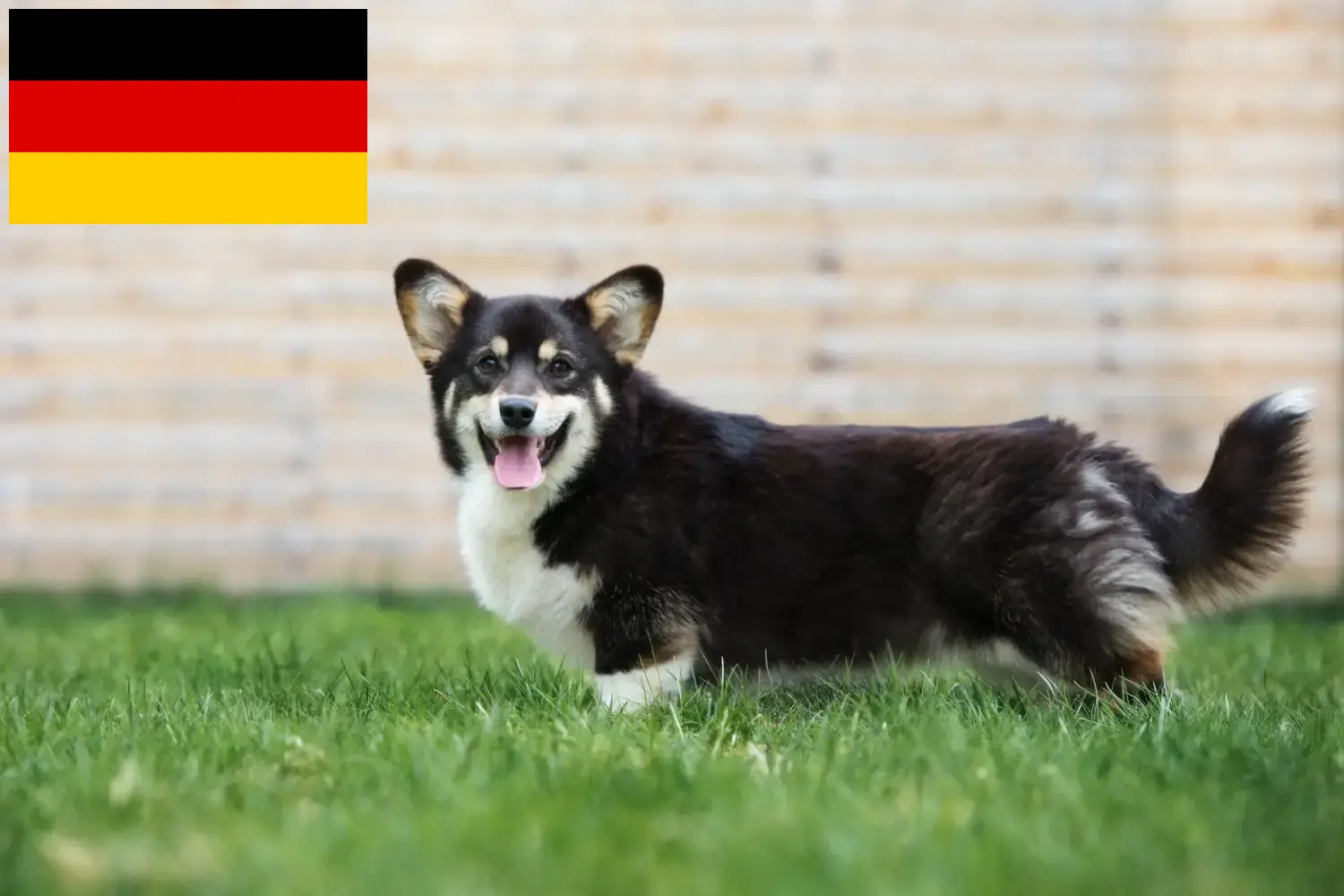 Welsh Corgi puppies and breeders Germany Here you will find Welsh Corgis breeders in Germany.