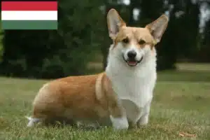 Read more about the article Welsh Corgi breeders and puppies in Hungary