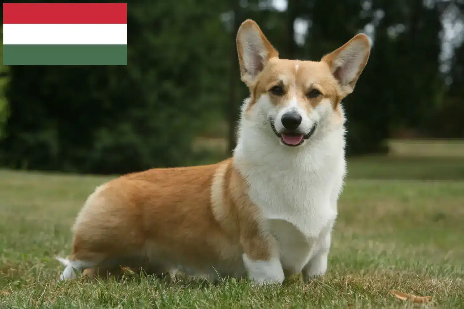 Welsh Corgi puppies and breeder Hungary Here you can find Welsh Corgis breeders in Hungary.