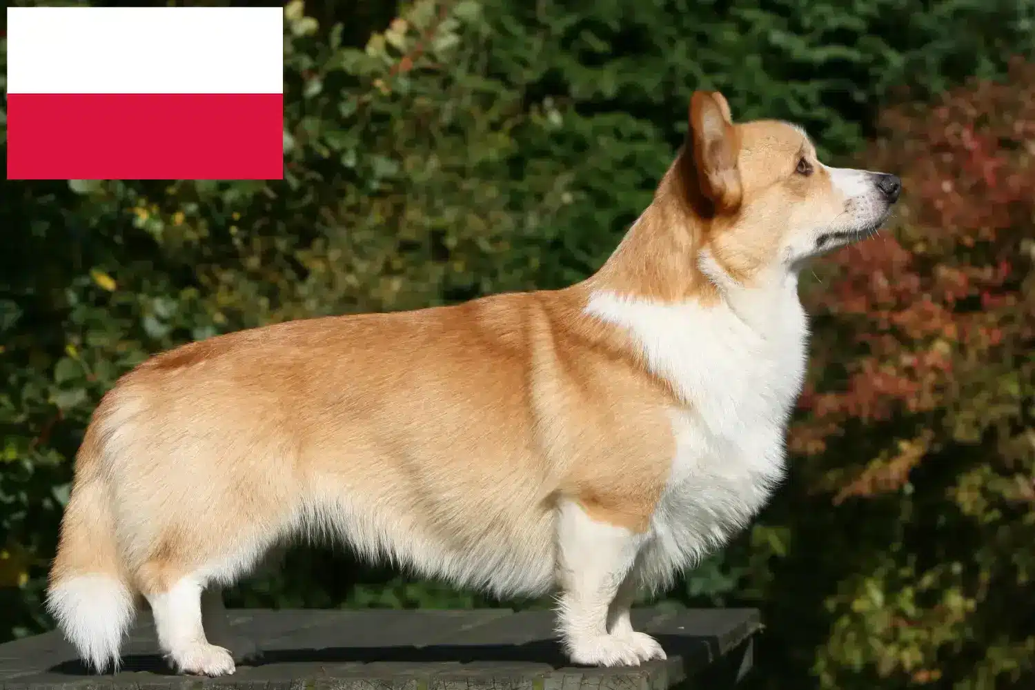Welsh Corgi puppies and breeder Poland Here you can find Welsh Corgis breeders in Poland.