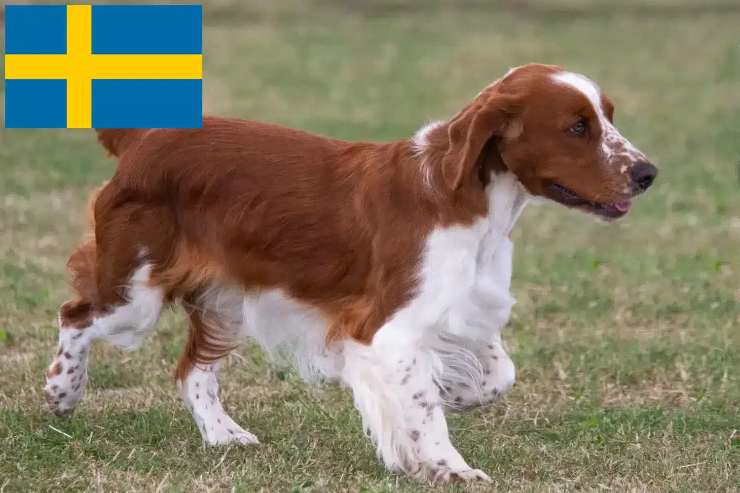 Welsh Springer Spaniel puppies and breeders Sweden Find here Welsh Springer Spaniels breeders in Sweden.