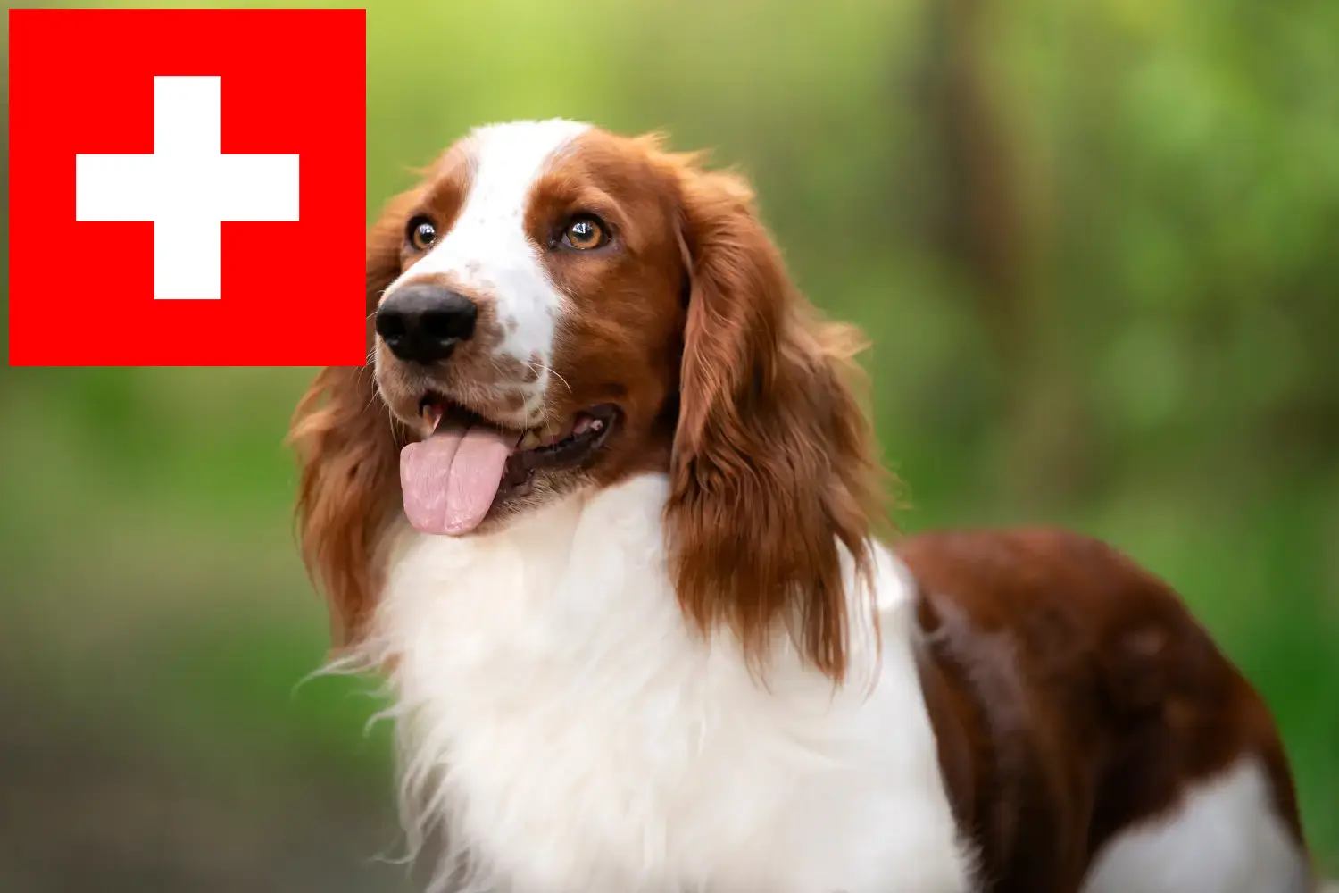 Welsh Springer Spaniel puppies and breeders Switzerland Here you can find Welsh Springer Spaniels breeders in Switzerland.