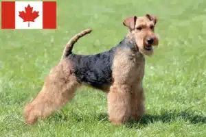 Read more about the article Welsh Terrier breeders and puppies in Canada