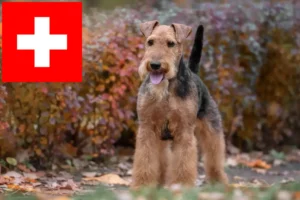 Read more about the article Welsh Terrier breeders and puppies in Switzerland