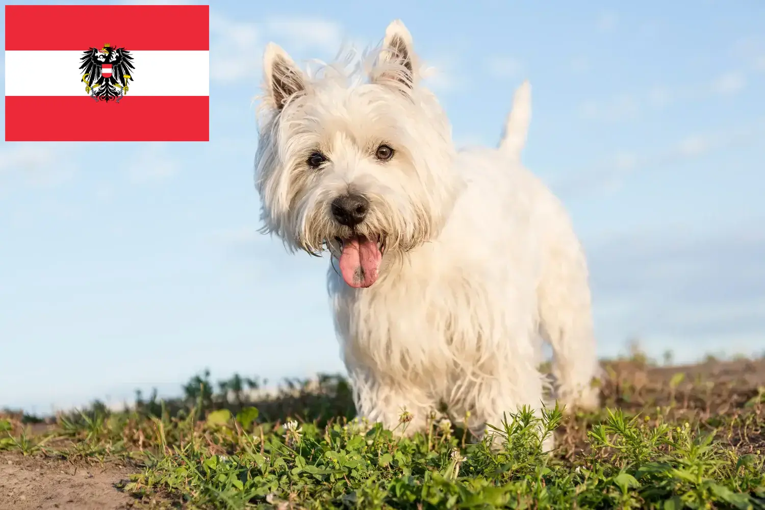Westie puppies and breeders Austria Here you can find Westies breeders in Austria.