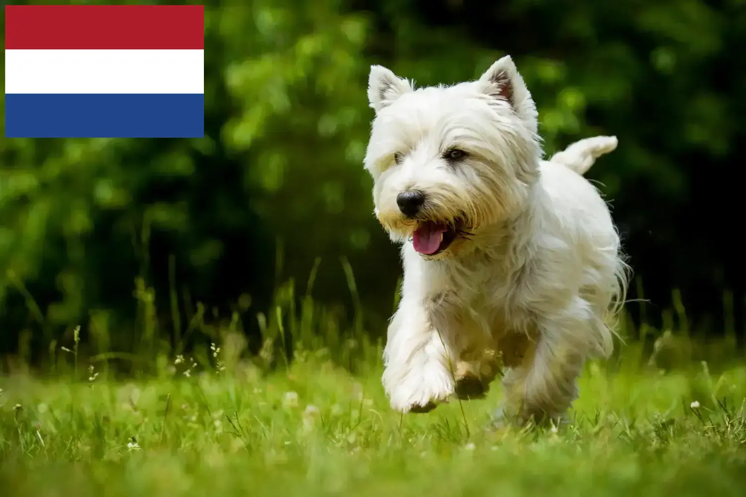 Westie puppies and breeders Netherlands Here you can find Westies breeders in the Netherlands.
