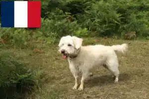 Read more about the article Westiepoo breeders and puppies in France