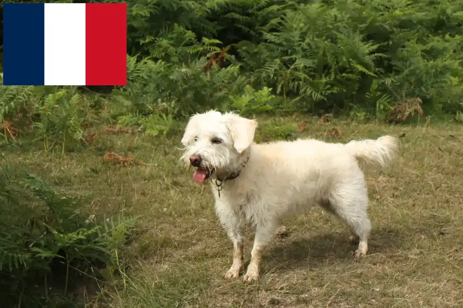 Westiepoo puppies and breeders France Here you can find Westiepoos breeders in France.