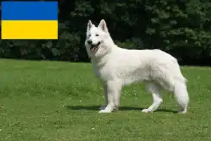 Read more about the article White Swiss Shepherd breeders and puppies in Ukraine