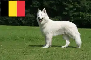 Read more about the article White Swiss Shepherd breeders and puppies in Belgium