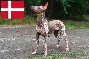 Xolo breeders and puppies in Italy DogWeb