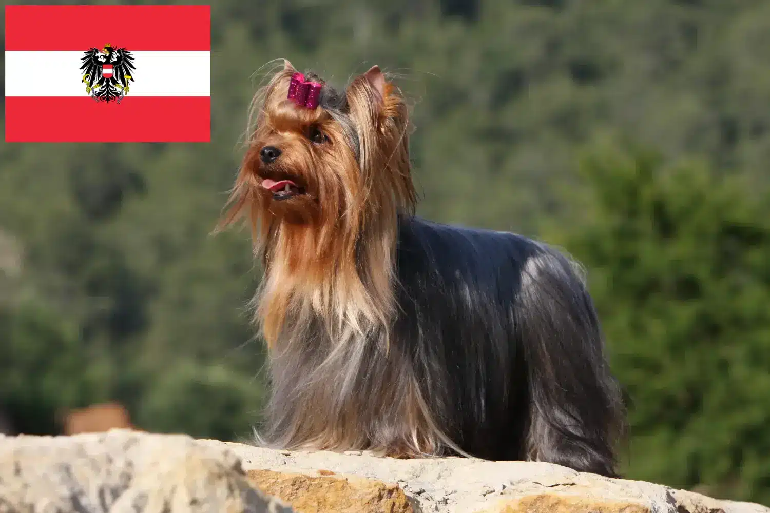 Yorkshire Terrier puppies and breeders Austria Here you can find Yorkshire Terrier breeders in Austria.