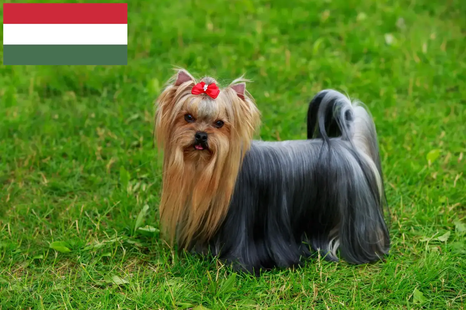 Yorkshire Terrier puppies and breeder Hungary Here you can find Yorkshire Terrier breeders in Hungary.