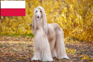 Read more about the article Afghan Hound breeders and puppies in Poland