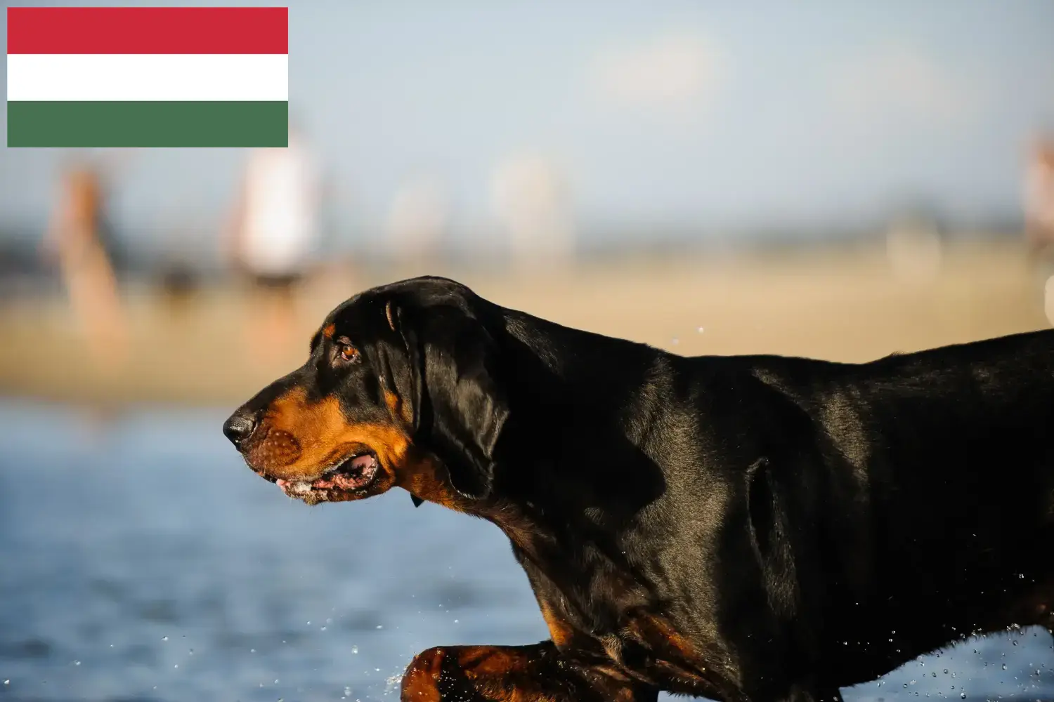 Black and Tan Coonhound puppies and breeders Hungary Find Black and Tan Coonhounds breeders in Hungary.