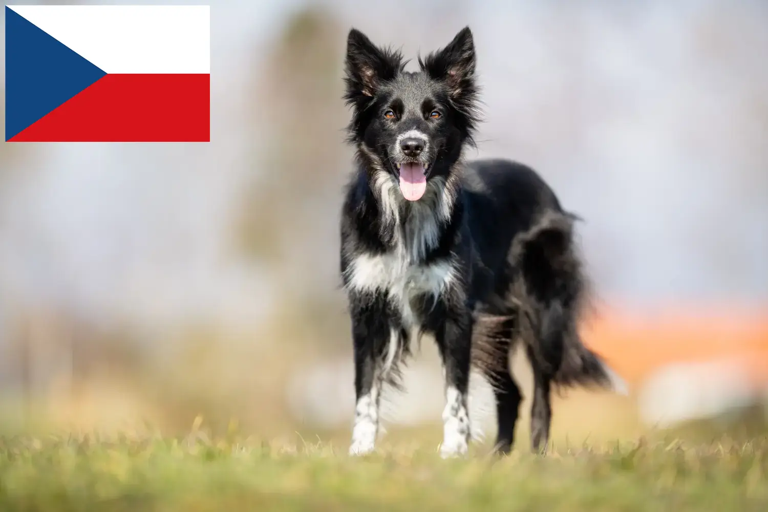 Border Collie puppies and breeders Czech Republic Find Border Collies breeders in Czech Republic.