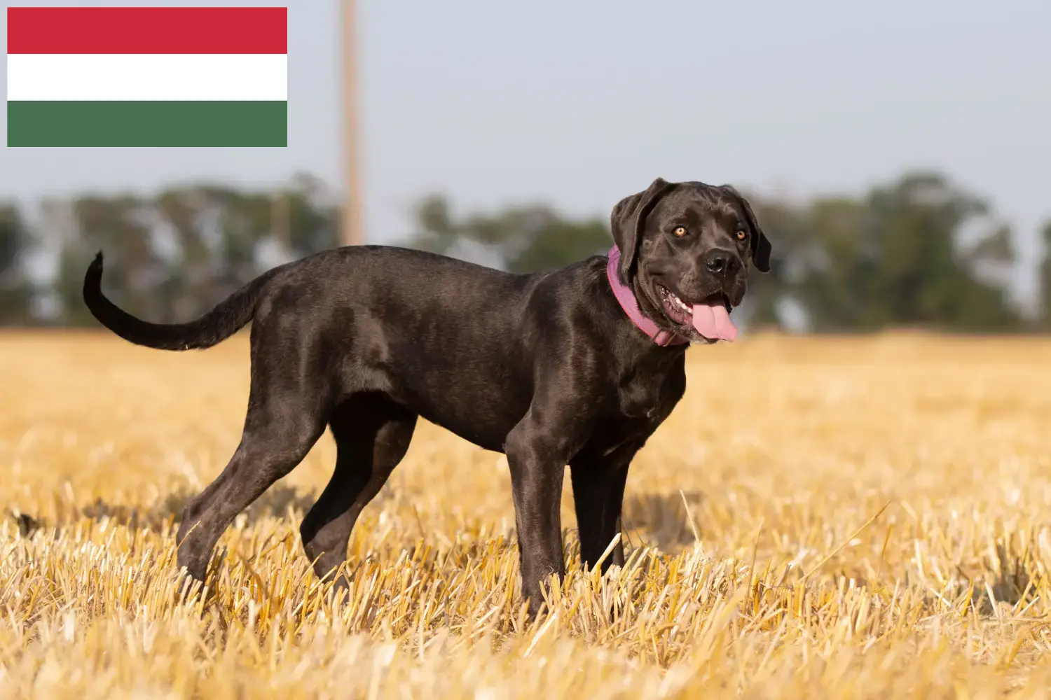Cane Corso Italiano puppies and breeders Hungary Here you can find Cane Corso Italianos breeders in Hungary.