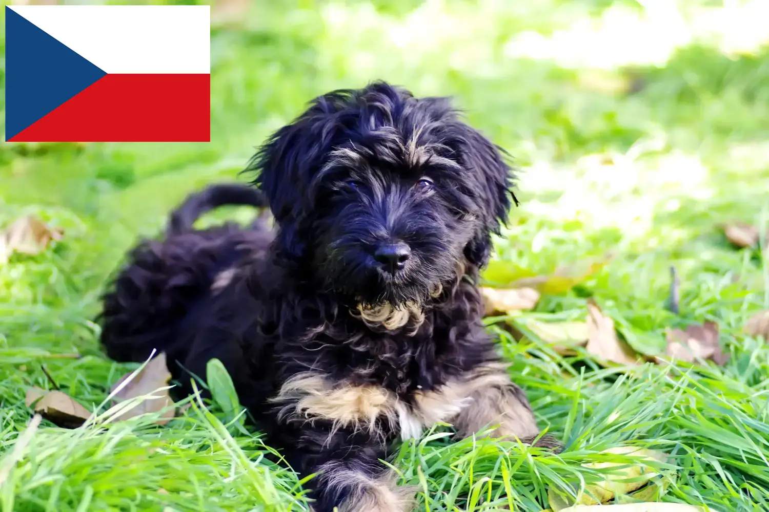 Cão da Serra de Aires puppies and breeders Czech Republic Here you can find Cão da Serra de Aires breeders in Czechia.