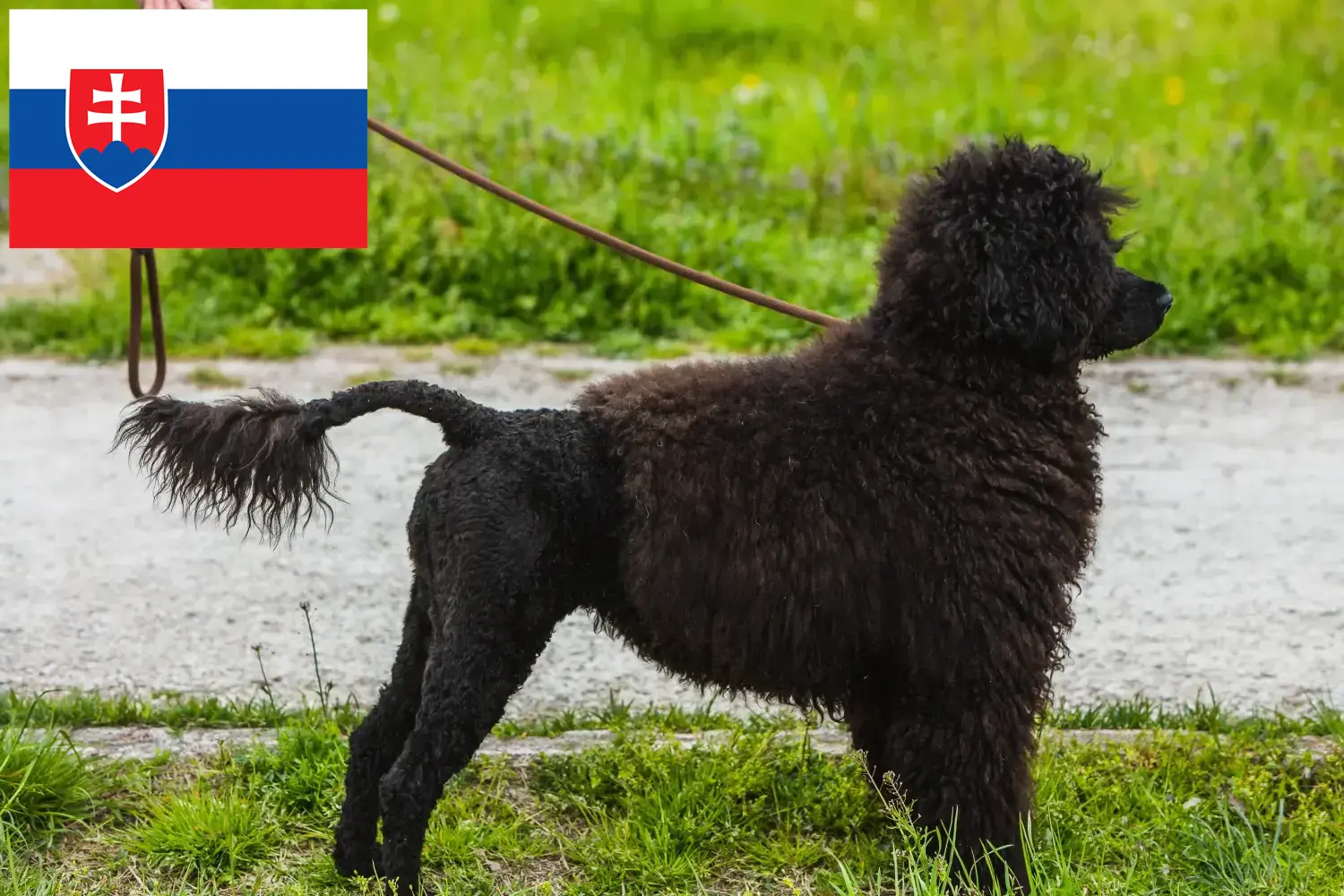 Cão de Agua português puppies and breeders Slovakia Find here Cão de Agua português breeders in Slovakia.