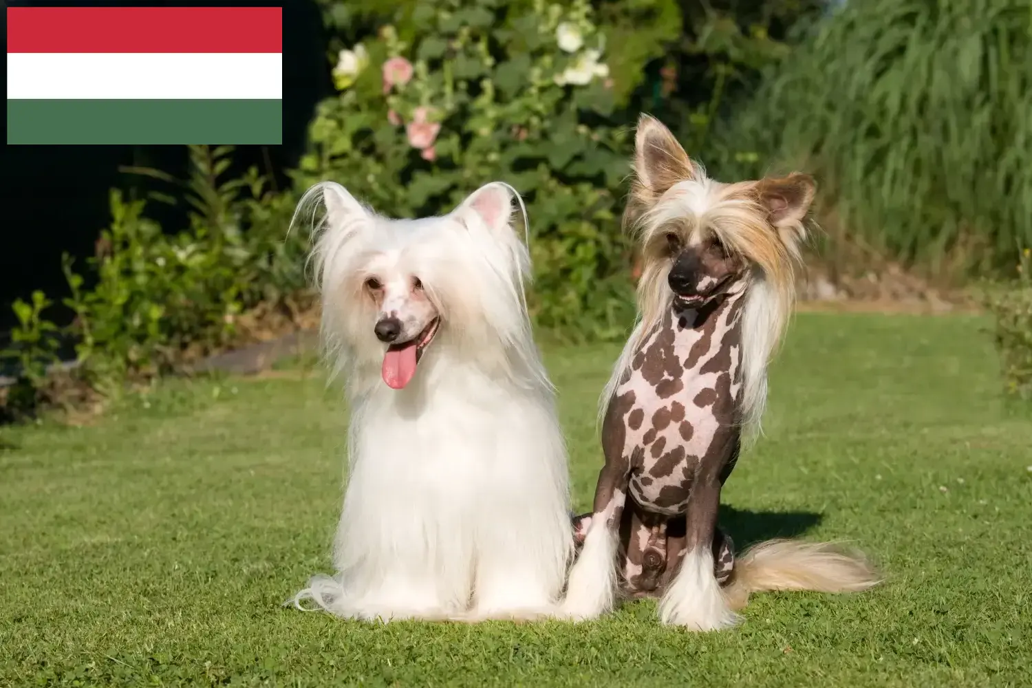 Chinese Crested Dog puppies and breeders Hungary Find Chinese Crested Dogs breeders in Hungary here.