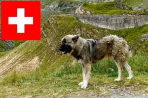 Read more about the article Ciobănesc Românesc Carpatin breeders and puppies in Switzerland