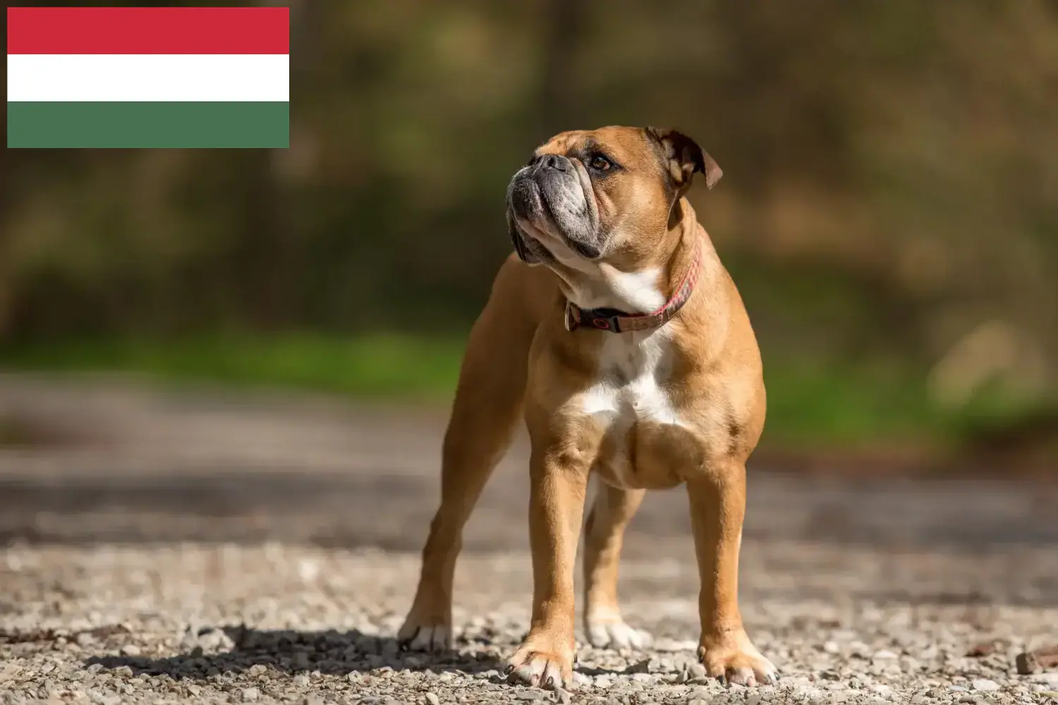 Continental Bulldog puppies and breeders Hungary Here you can find Continental Bulldogs breeders in Hungary.