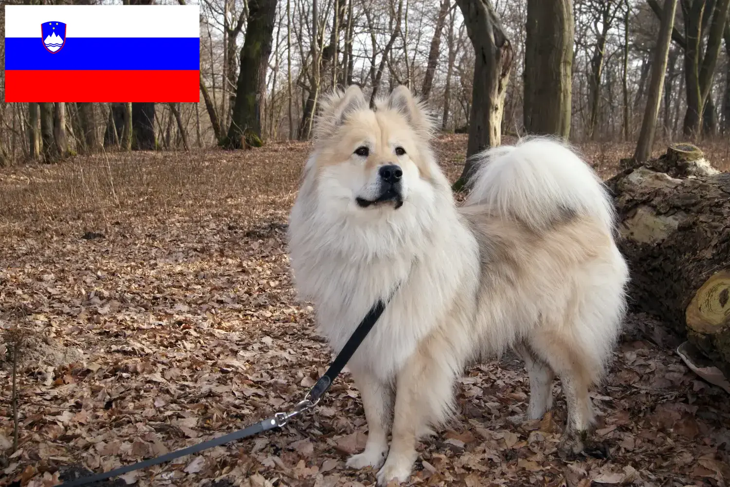 Eurasier puppies and breeders Slovenia Find Eurasier breeders in Slovenia here.