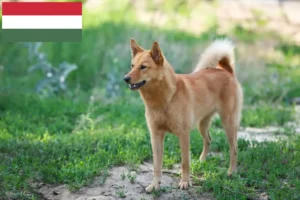 Read more about the article Finnspitz breeders and puppies in Hungary