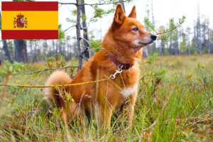 Read more about the article Finnspitz breeders and puppies in Spain