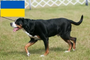 Read more about the article Great Swiss Mountain Dog breeder and puppies in Ukraine