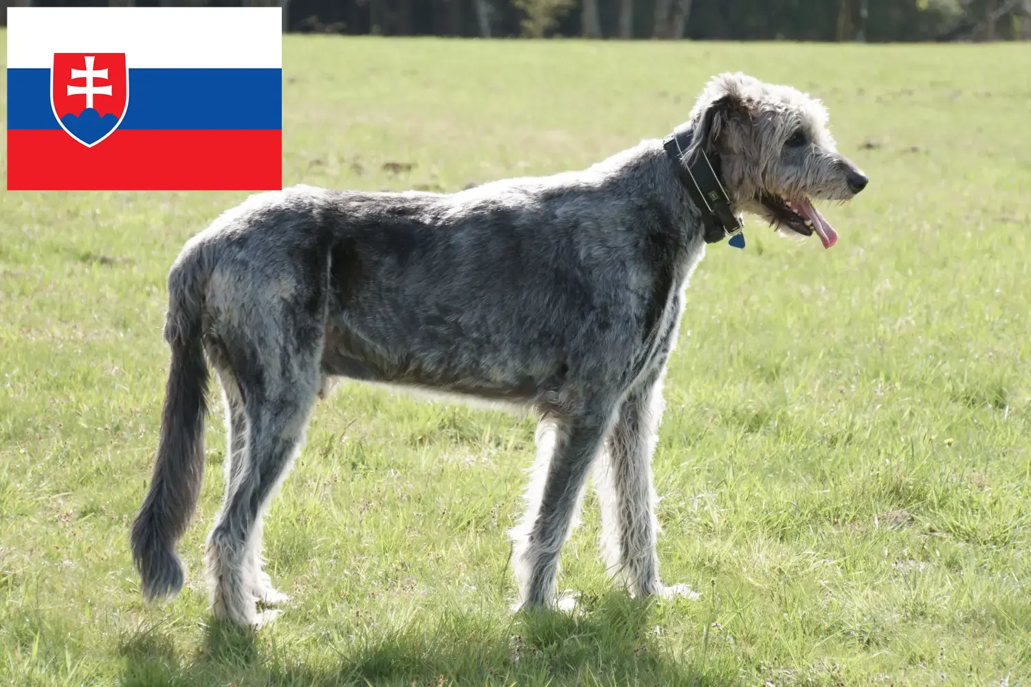Irish Wolfhound puppies and breeders Slovakia Here you can find Irish Wolfhound breeders in Slovakia.