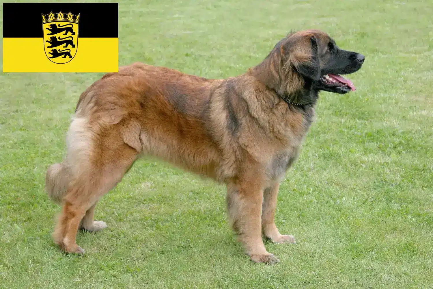 Leonberger puppies and breeders Baden-Württemberg Here you can find Leonberger breeders in Baden-Württemberg.