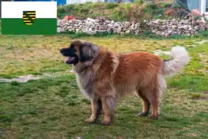 Read more about the article Leonberger breeders and puppies in Saxony