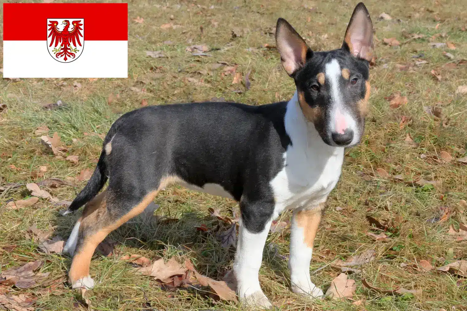 Miniature Bull Terrier puppies and breeders Brandenburg Here you can find Miniature Bull Terrier breeders in Brandenburg.