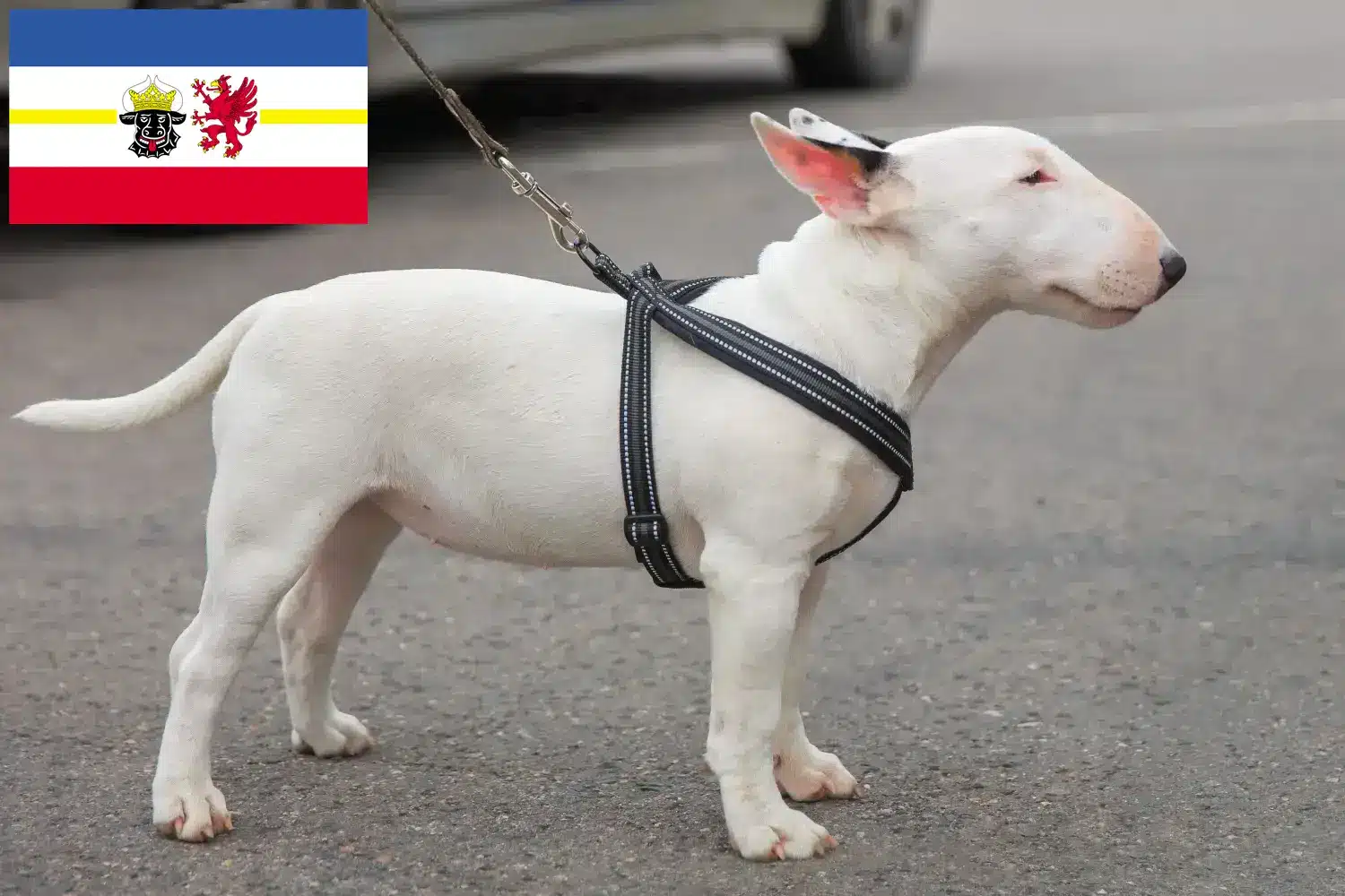Miniature Bull Terrier puppies and breeders Mecklenburg-Vorpommern Here you can find Miniature Bull Terrier breeders in Mecklenburg-Vorpommern.