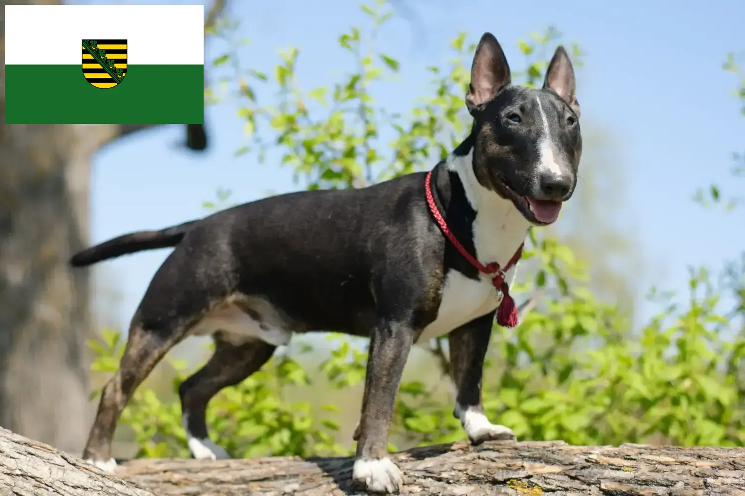 Read more about the article Miniature Bull Terrier breeders and puppies in Saxony