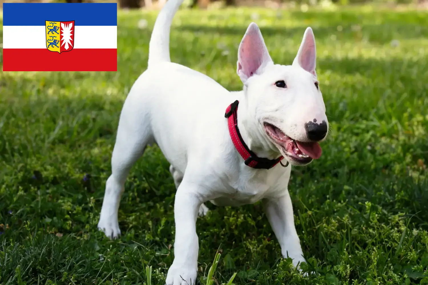 Miniature Bull Terrier puppies and breeders Schleswig-Holstein Here you can find Miniature Bull Terrier breeders in Schleswig-Holstein.