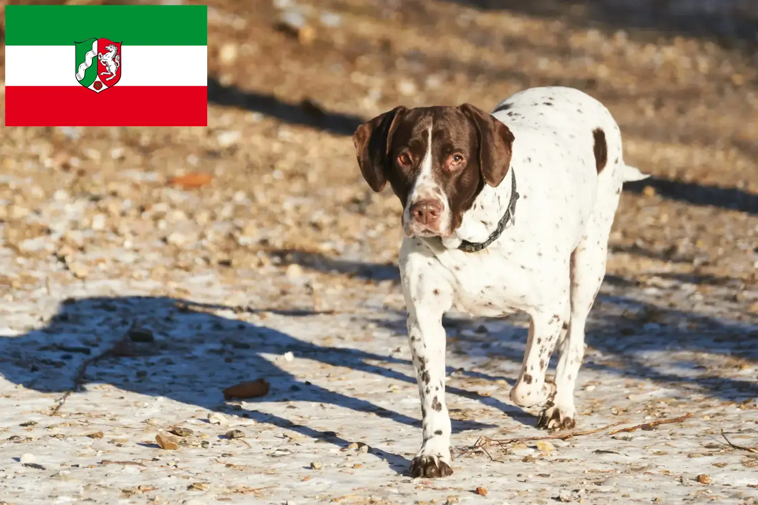 Old Danish Pointing Dog puppies and breeders North Rhine-Westphalia Here you can find Old Danish Pointing Dog breeders in North Rhine-Westphalia.