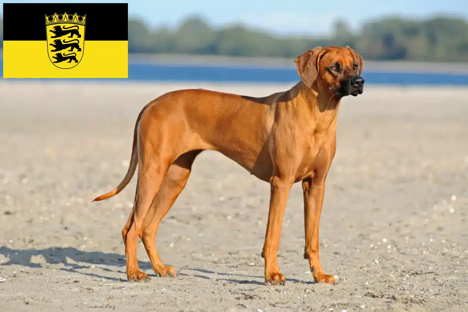 Rhodesian Ridgeback puppies and breeders Baden-Württemberg Here you can find Rhodesian Ridgeback breeders in Baden-Württemberg.