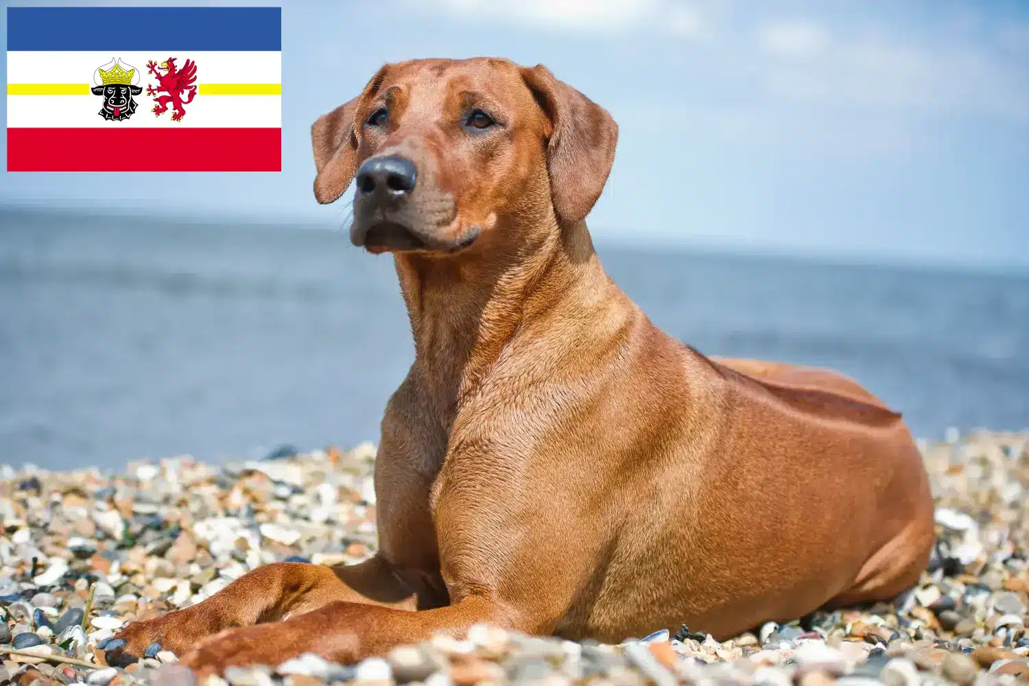 Rhodesian Ridgeback puppies and breeders Mecklenburg-Vorpommern Here you can find Rhodesian Ridgeback breeders in Mecklenburg-Vorpommern.