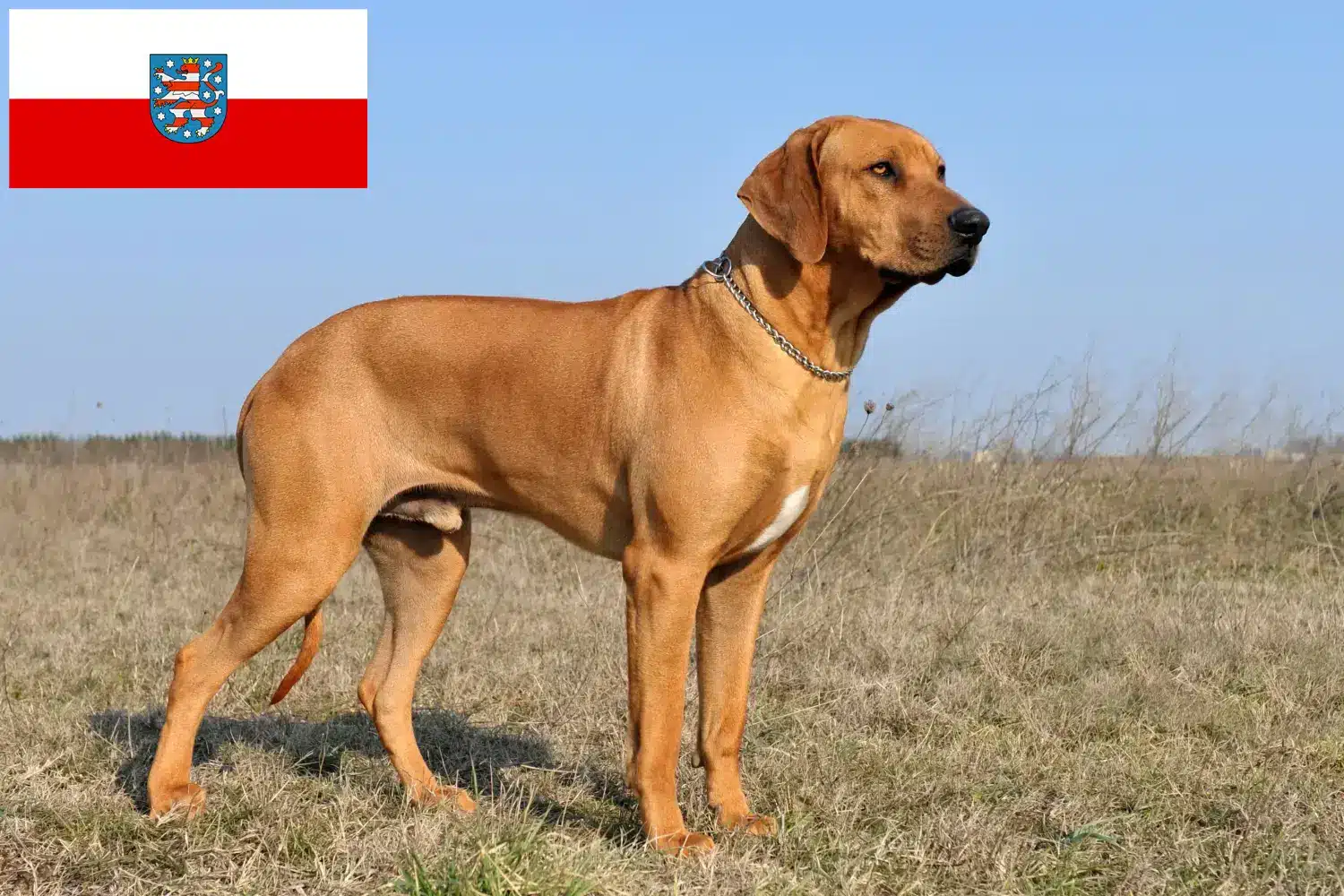 Read more about the article Rhodesian Ridgeback breeders and puppies in Thuringia