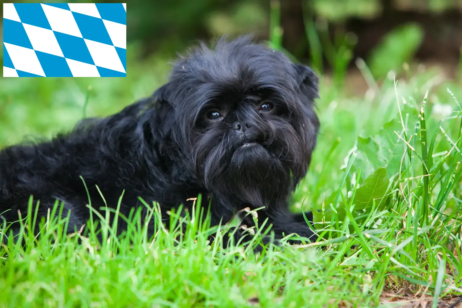 Affenpinscher puppies and breeders Bavaria Here you can find Affenpinscher breeders in Bavaria.