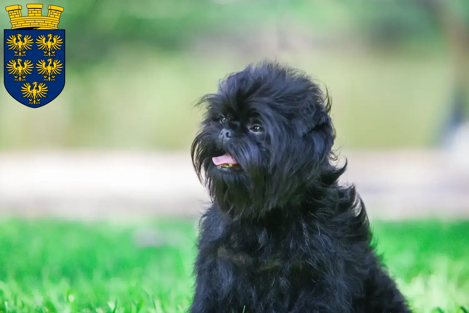 Affenpinscher puppies and breeders Lower Austria Here you can find Affenpinscher breeders in Lower Austria.