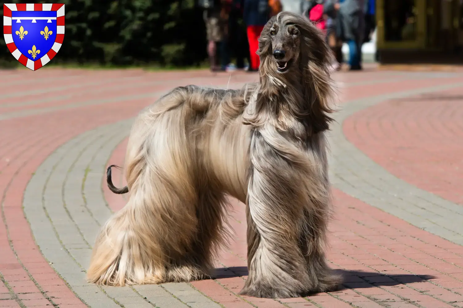 Afghan Hound puppies and breeders Centre-Val de Loire Find Afghan Hound breeders in Centre-Val de Loire here.